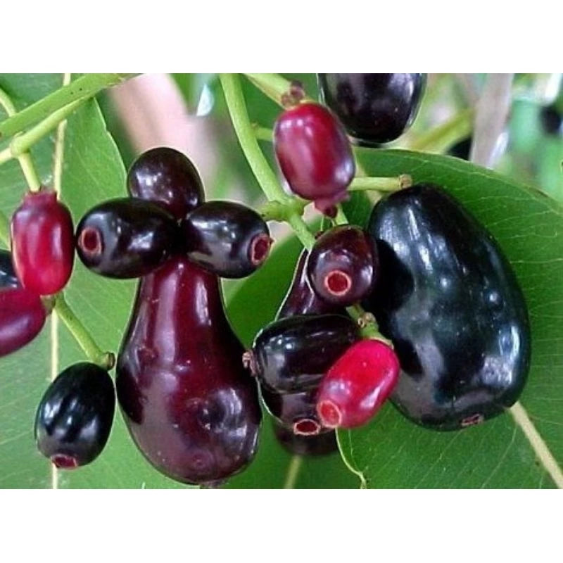 Syzygium Cumini 30 - 50cm