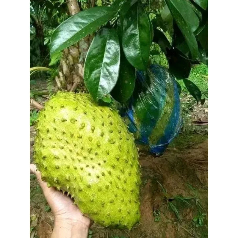 Soursop Honey 30 - 50cm