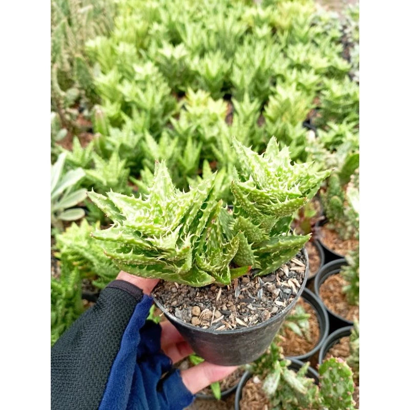 Aloe Tiger Tooth medium size
