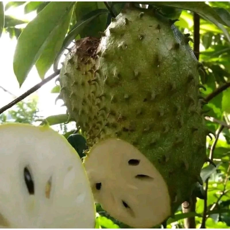 Soursop Honey 30 - 50cm