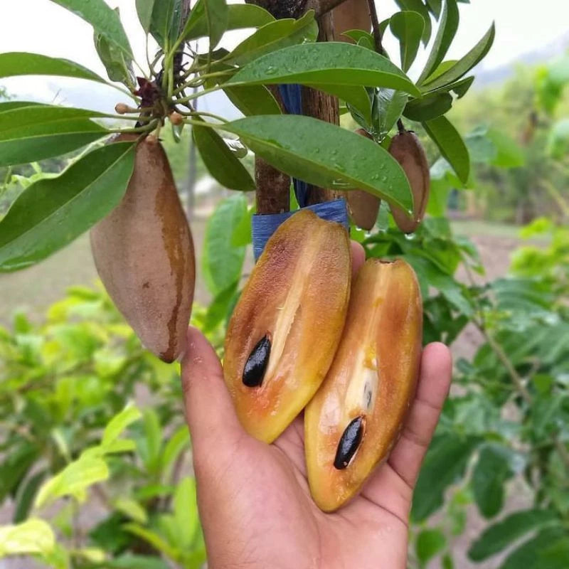 Sapodilla Mini 30 - 50cm