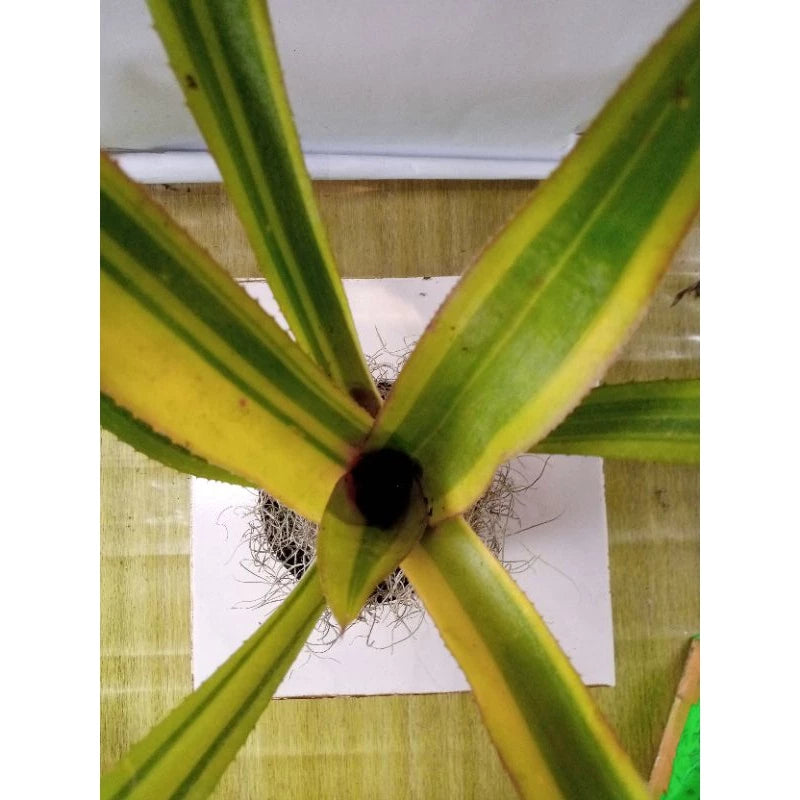 Bromelia Green Variegated 20 - 30cm