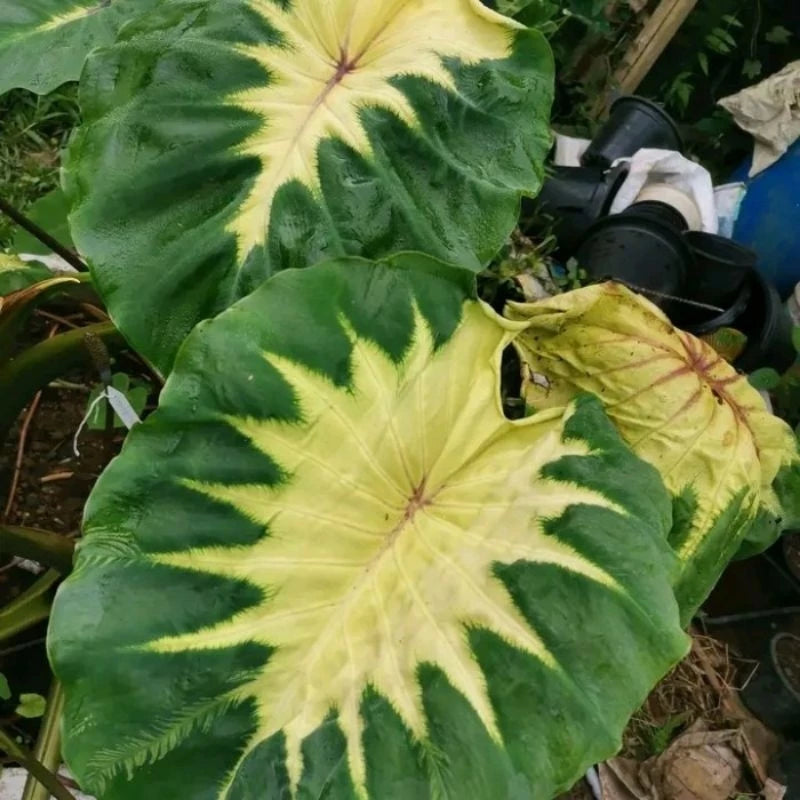 Colocasia White Lava 2-3 Leaves
