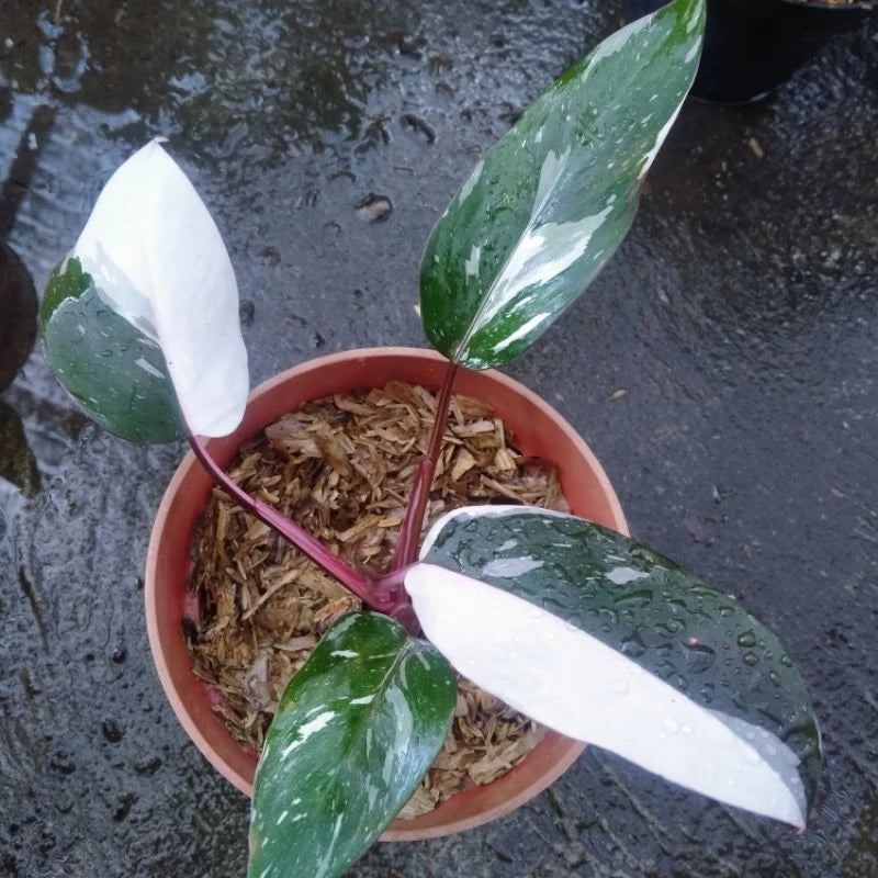 Philodendron White Anderson 2-3 Leaves