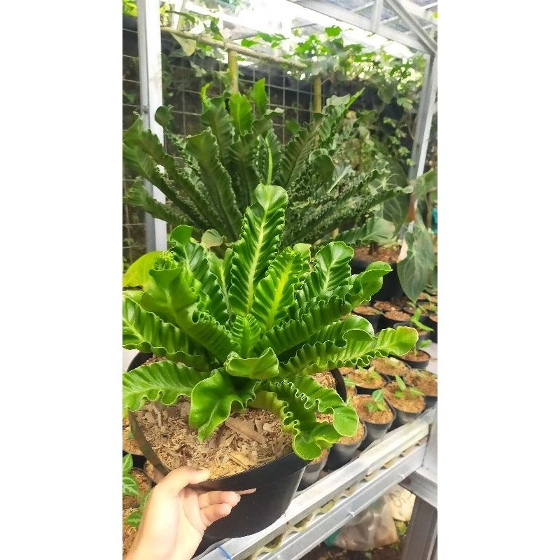 Asplenium Lasagna 20 - 30cm