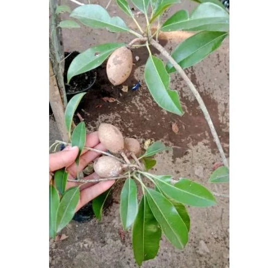 Sapodilla Mini 30 - 50cm
