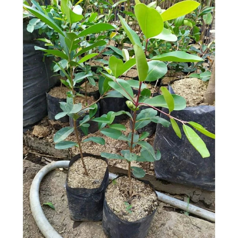 Syzygium Cumini 30 - 50cm