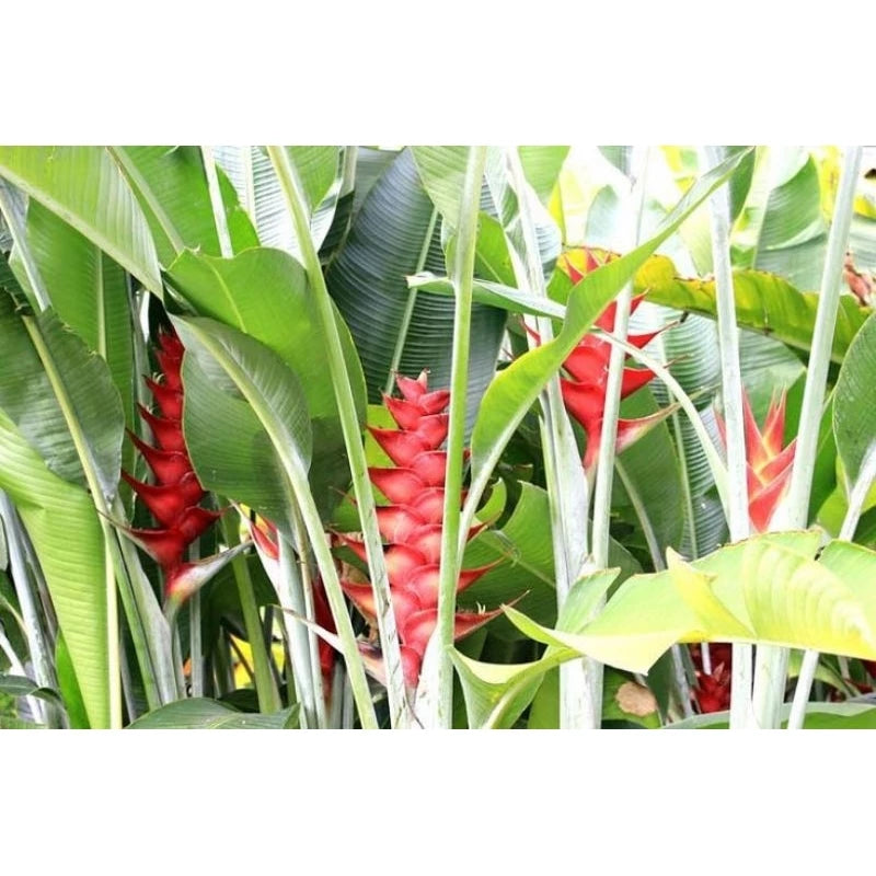 Heliconia Caribea 2-3 Leaves