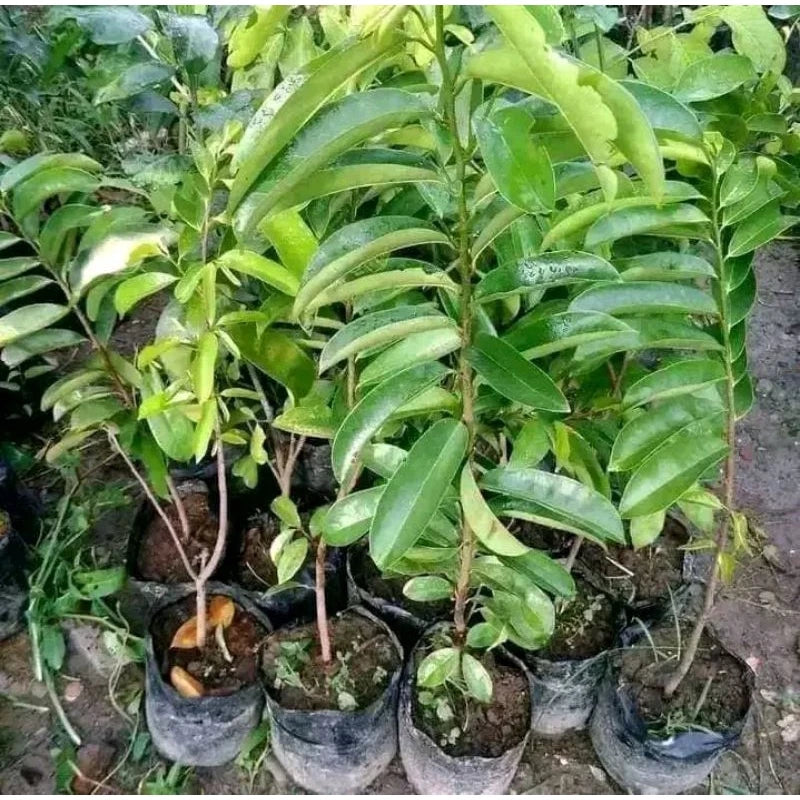 Soursop Honey 30 - 50cm