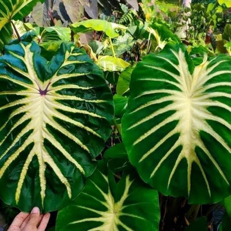 Colocasia White Lava 2-3 Leaves
