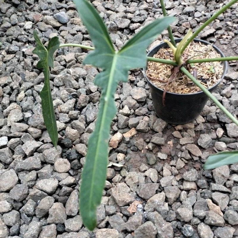 Philodendron Longilobatum 2-3 Leaves