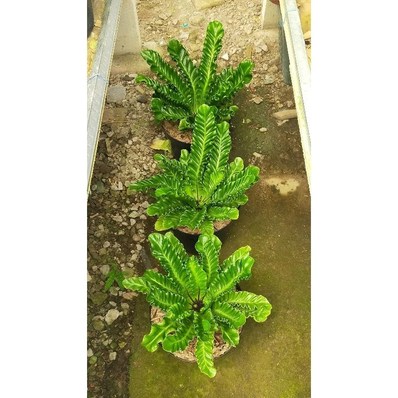 Asplenium Lasagna 20 - 30cm