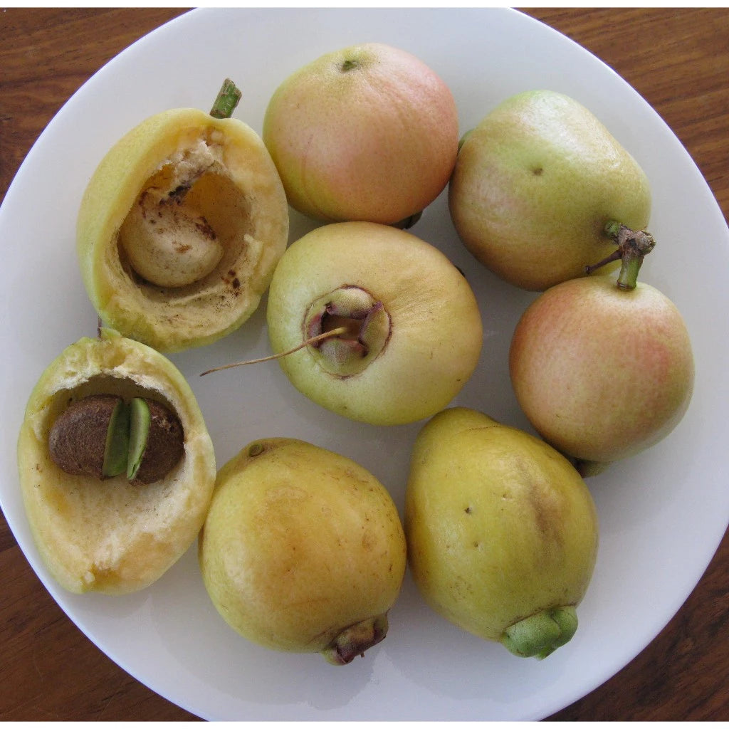 Syzygium Smithii 30 - 50cm