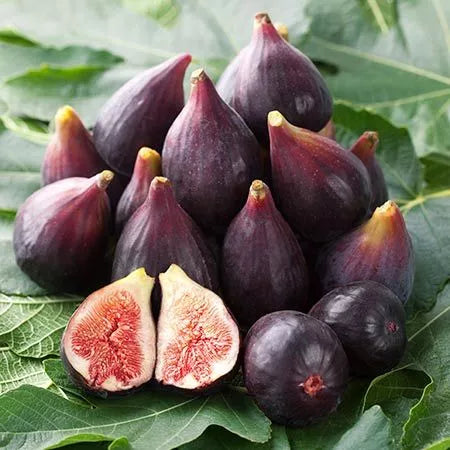 Tin Purple Yordan 30 - 50cm