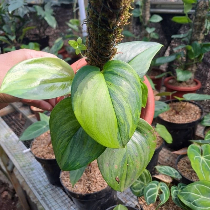 Scindapsus Rubicon Variegated 2-3 Leaves