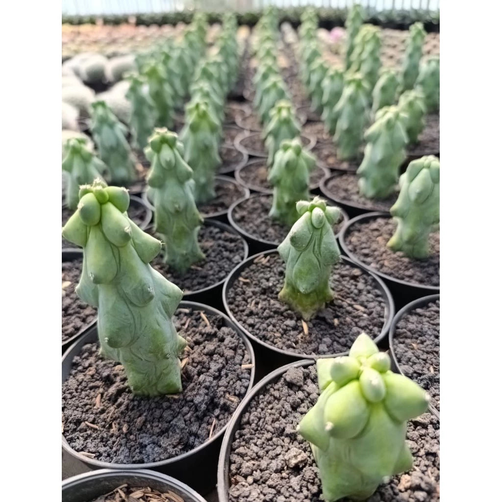 Myrtillocactus Geomartizans medium size