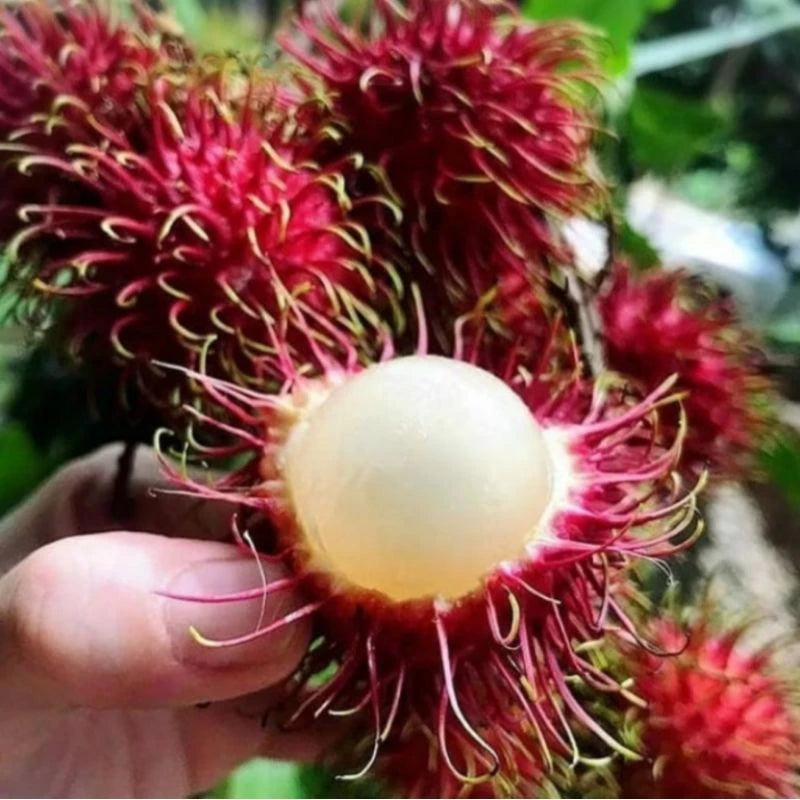 Rambutan Binjai 30 - 50cm