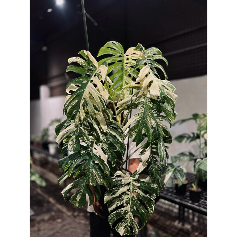Monstera Deliciosa Albo 2-3 Leaves