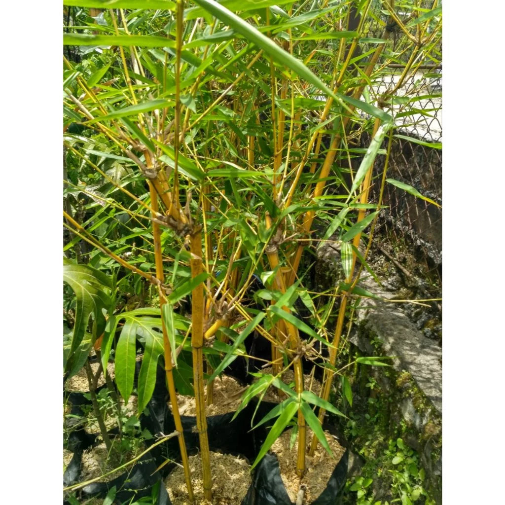 Yellow Bamboo 20 - 30cm