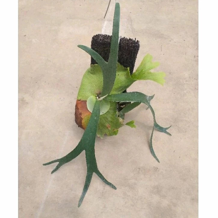 Platycerium Willinckii 2-3 Leaves