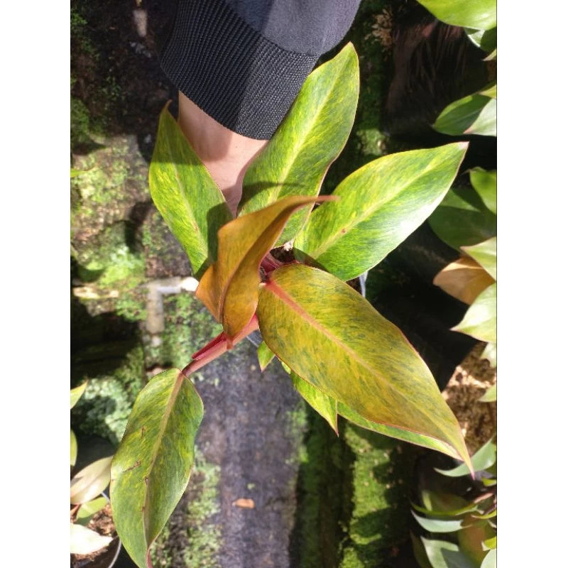 Philodendron Orange Marmalade 2-3 Leaves