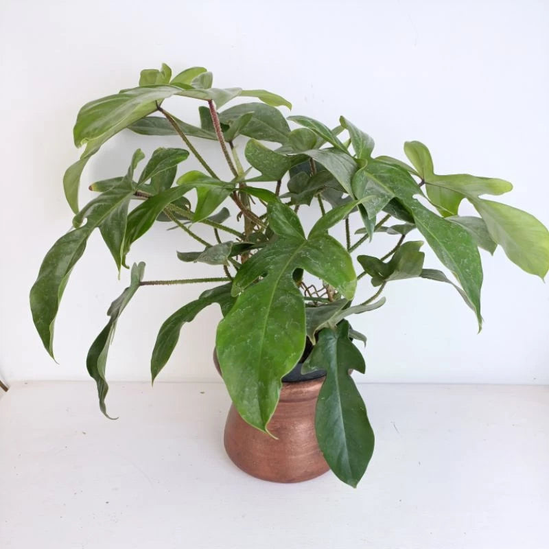Philodendron Squamiferum 2 - 4 leaves