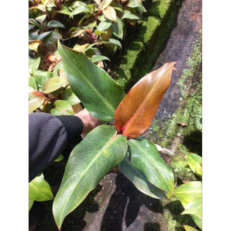 Philodendron Orange Marmalade 2-3 Leaves