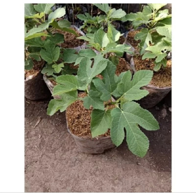 Tin Green Yordan 30 - 50cm