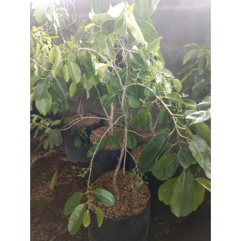 Syzygium Cumini White 30 - 50cm