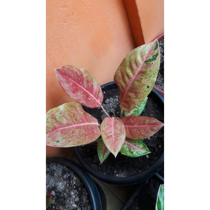 Aglaonema Big Roy 2 - 4 leaves