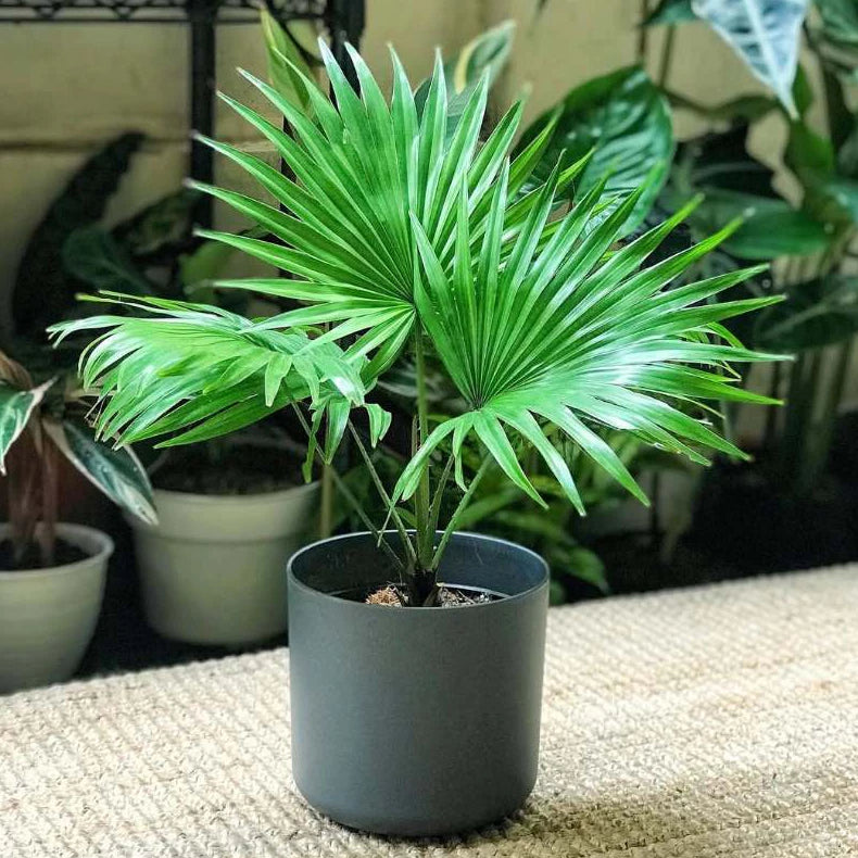 Saribus Rotundifolius 2-3 Leaves