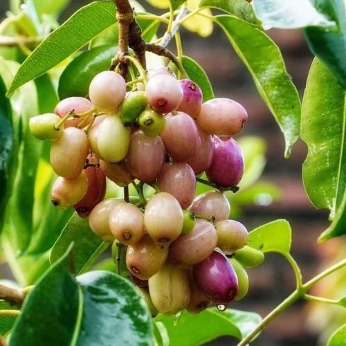 Syzygium Cumini White 30 - 50cm