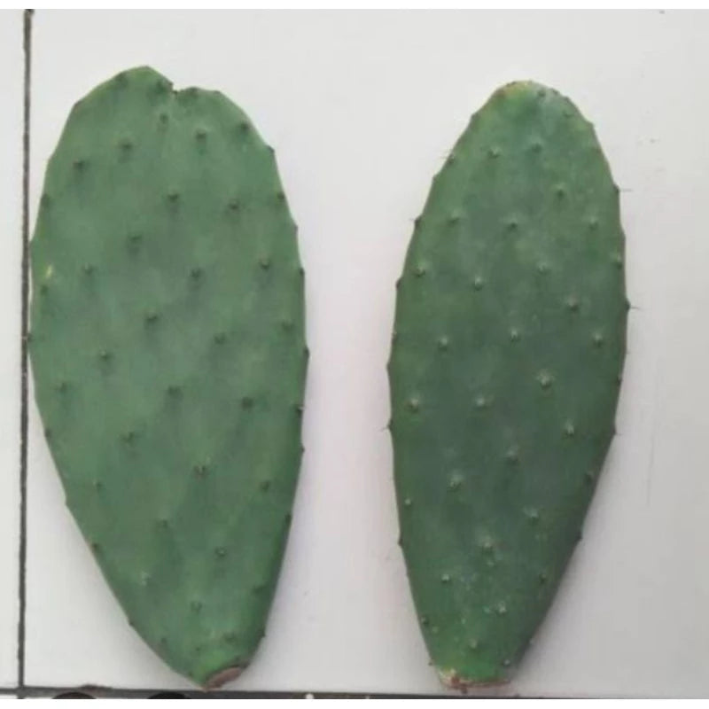 Opuntia Ficus Indica medium size