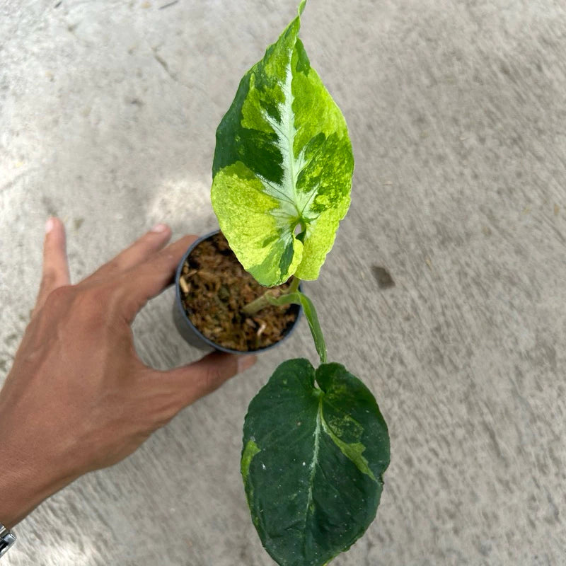 Syngonium Scrumble Egg 2-3 Leaves