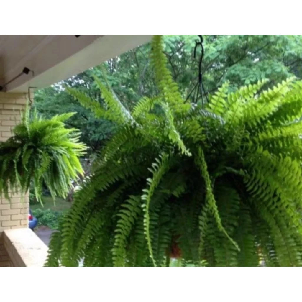 Adiantum Imbricatum medium size