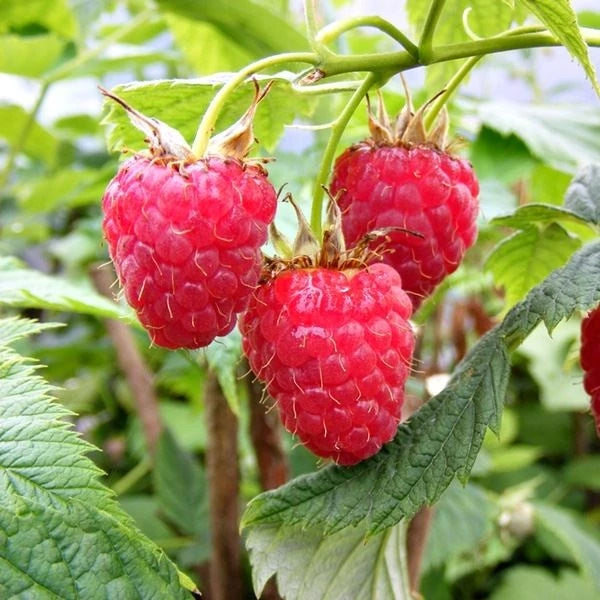 Raspberry Merah 30 - 50cm