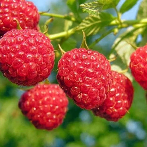 Raspberry Merah 30 - 50cm