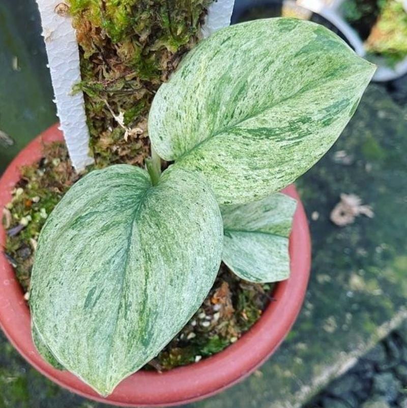 Scindapsus Treubii Mint 2 - 4 leaves