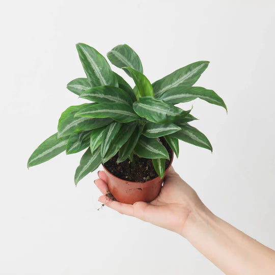 Schismatoglottis Motleyana 2 - 4 leaves