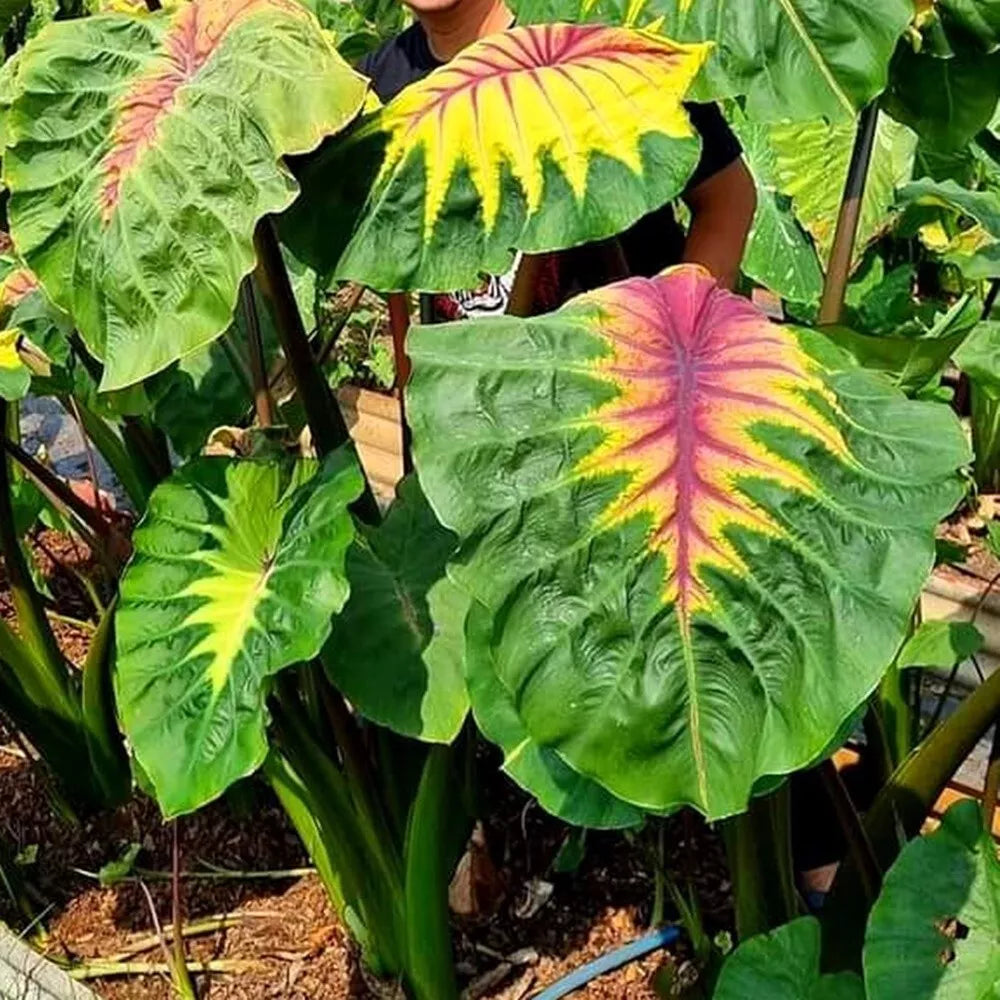 Colocasia Light Pillar 2-3 Leaves