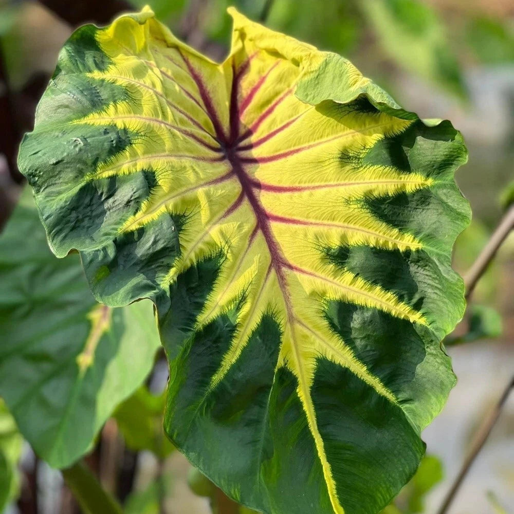 Colocasia Light Pillar 2-3 Leaves