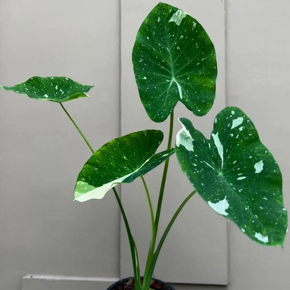 Colocasia Milky Way 2-3 Leaves