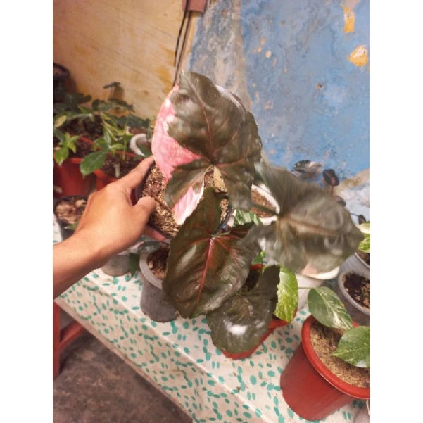 Syngonium Strawberry Ice 2 - 4 leaves
