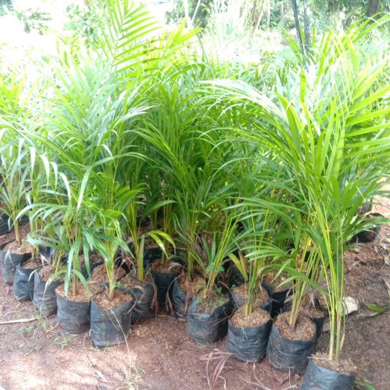 Areca Palm 20 - 30cm