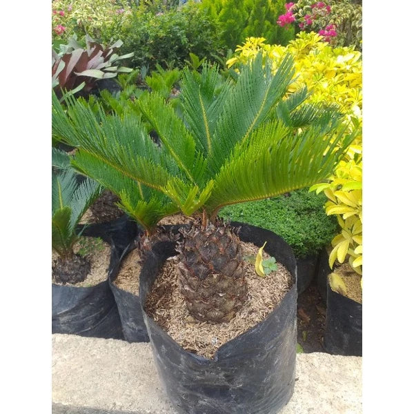 Cycas Revoluta Sago Palm 20 - 30cm