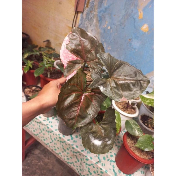 Syngonium Strawberry Ice 2 - 4 leaves