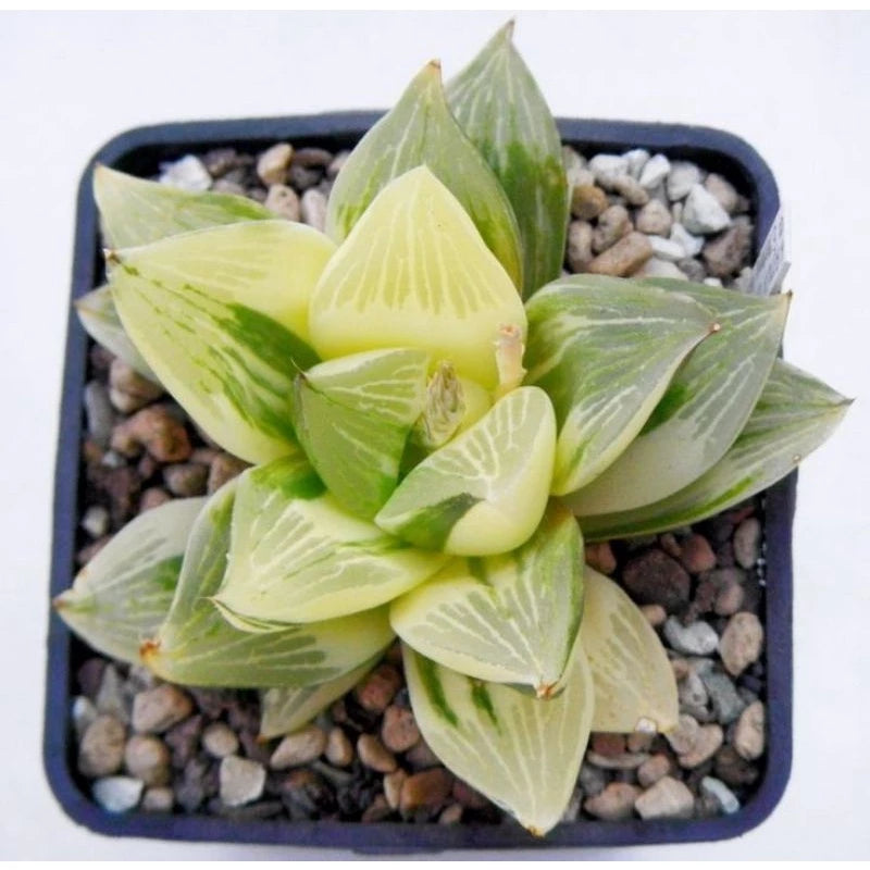 Haworthia Retusa Variegata medium size