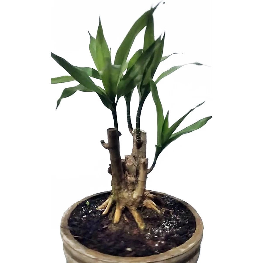 Dracaena Angustifolia - 4 leaves