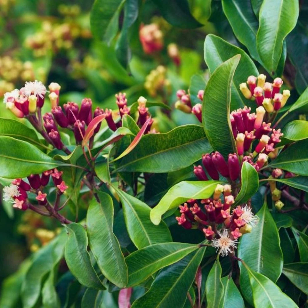 Syzygium Aromaticum 30 - 50cm