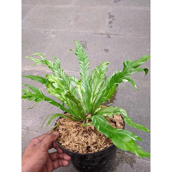 Asplenium Nidus White Variegated 20 - 30 cm